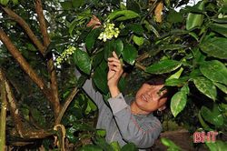 Bưởi Phúc Trạch rộ hoa sớm, nông dân Hương Khê 'nóng ruột'!