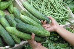 Cách chọn mua dưa chuột ngon không đắng