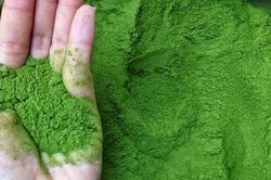 Dễ dàng phân biệt bột trà xanh thật với tinh trà xanh