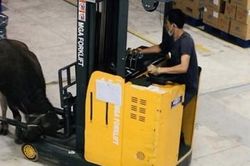 Trâu xông vào công ty gây náo loạn