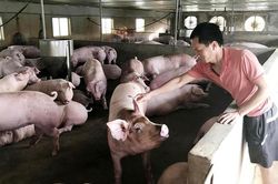Giá lợn hơi hôm nay 20/12: Cao nhất đạt 74.000 đồng/kg