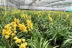 Địa lan Đà Lạt đua nở trước Tết, người trồng 'như ngồi trên lửa'