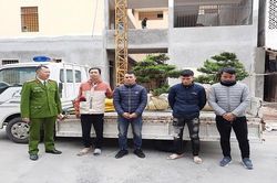 Hải Dương: Xuất hiện nhiều nhóm trộm cây cảnh gần tết Nguyên đán