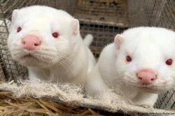 Đan Mạch thiêu hủy xác 4 triệu con chồn nhằm ngăn ô nhiễm môi trường