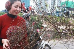 Đào Nhật Tân nở sớm bất ngờ xuống phố giữa ngày Hà Nội lạnh giá