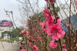 Đào Tết xuống chợ