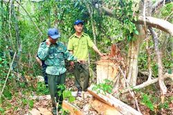 Khai thác gỗ trái phép quy mô lớn tại Khu bảo tồn thiên nhiên Ea Sô