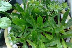 Kỹ thuật trồng cây mùi tàu trị bệnh tại gia