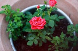 Kỹ thuật trồng cây hoa Hồng bằng củ khoai tây dễ sống và nhanh ra hoa