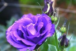 Kỹ thuật trồng cây hoa Cát tường cho ban công đẹp rực rỡ thu hút mọi ánh nhìn