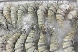 Tôm đông lạnh trong siêu thị có lớp đá dày nhằm tăng cân nặng? Sự thật lại quá bất ngờ!