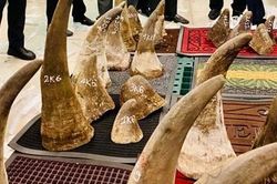 Tạm giữ 93kg nghi sừng tê giác nhập lậu qua cửa khẩu Tân Sơn Nhất