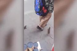 Sững sờ xem người đàn ông dắt chuột dạo phố