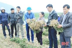 Nghi Xuân nhân rộng mô hình lạc giống 'bảo quản ngoài đồng ruộng'