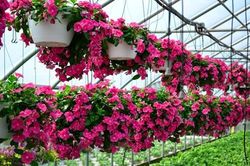 Kỹ thuật trồng hoa dừa cạn rủ ngập ban công 'siêu' đơn giản
