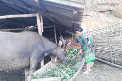 Chủ động phòng, chống đói rét cho gia súc
