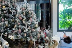 Hình ảnh cô nhóc nhà Cường Đô La nằm thảnh thơi trước cây thông Noel cực đáng yêu