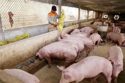 Giá lợn hơi hôm nay 24/12: Tăng không ngừng, người tiêu dùng lo sẽ vượt 100.000 đồng/kg?