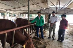 Phòng, chống bệnh viêm da nổi cục trên gia súc: Đừng để 'mất bò mới lo làm chuồng'