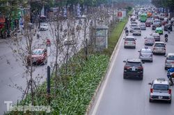 Gần 3 năm chăm sóc, hàng cây phong nứt toác, trụi lá