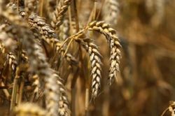 Đẩy mạnh sản xuất lúa mỳ durum của Nga sau khi giá lương thực tăng cao