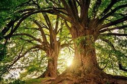 Câu hỏi 'Nên chặt cây nào trước' và bài học lớn về mục tiêu cuộc đời