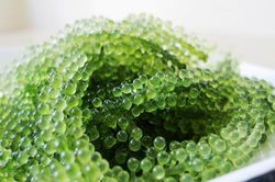 7 lợi ích tuyệt vời khi ăn rong biển, nhất là điều thứ 3 có 99% phụ nữ đều cần
