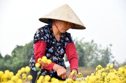 Nhộn nhịp mùa thu hoạch hoa cúc chi Nghĩa Trai
