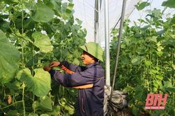 Thiệu Hóa trước ngưỡng cửa 'huyện nông thôn mới'