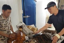 Bắt giữ vụ tàng trữ tiêu bản rùa biển lớn nhất năm 2020