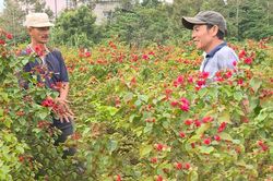 Trồng bông giấy đón tết