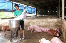 Giá lợn hơi tăng cao trở lại