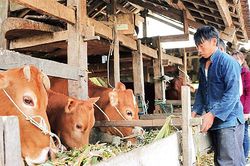 Các địa phương tích cực phòng, chống rét cho gia súc, thủy sản