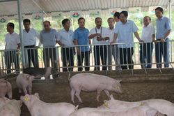 Kỳ tích mô hình chăn nuôi 'nói không' với dịch tả lợn châu Phi