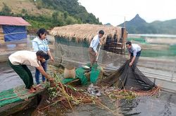 Tủa Chùa chưa khai thác tốt tiềm năng thủy sản
