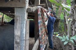 Nậm Pồ chủ động phòng chống rét cho gia súc