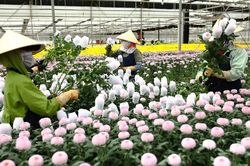 Nhập khẩu hơn 362.000 cây, củ, hạt giống mới