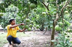 Nông dân Thanh Thủy thi đua sản xuất kinh - doanh giỏi