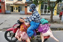 Giá thịt lợn dịp Tết Nguyên đán sẽ ra sao?