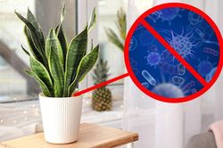 Gợi ý 15 loại cây cảnh bạn nên trồng để vừa làm đẹp nhà vừa tốt cho sức khỏe