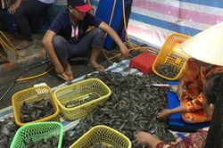 Kiên Giang: Bắt quả tang một cơ sở đang bơm tạp chất vào tôm