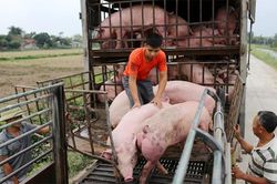 Giá lợn hơi hôm nay 27/12: Đà tăng giá sẽ kéo dài đến Tết Nguyên đán?