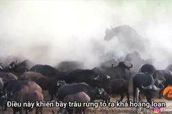 Sư tử chết thảm khi bị bầy trâu rừng giày xéo