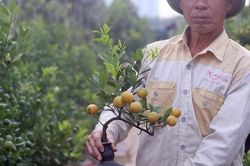 Quất bonsai trĩu quả trồng trong vò rượu khiến nhiều người săn lùng chơi Tết