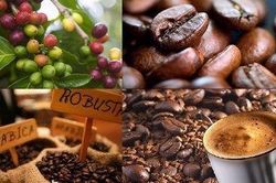 Giá cà phê hôm nay 28/12: Giá tăng cùng sức ép bán hàng vụ mới, Giá hồ tiêu tiếp tục giảm, nông dân lo lắng