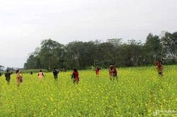 Chiêm ngưỡng cánh đồng hoa cải vàng rực ven sông Lam
