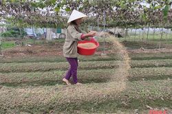 Tích cực chuẩn bị rau màu cho vụ tết
