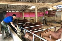 Thanh Sơn tích cực phòng, chống rét cho đàn gia súc