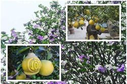 Chưa Tết, đại gia chi tiền 'khủng' tậu cây cảnh về chơi