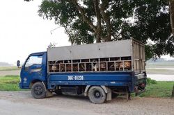 Khi buôn chó trở thành 'nghề'
